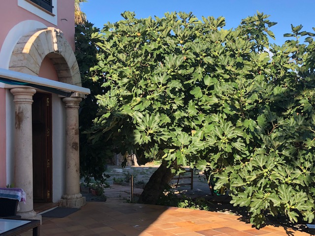 Mallorca Feigenbaum